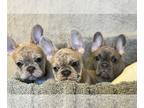 French Bulldog PUPPY FOR SALE ADN-769694 - AKC Litter of 8