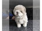 Chow Chow PUPPY FOR SALE ADN-769600 - Micah