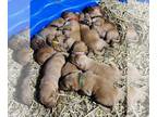 Labrador Retriever PUPPY FOR SALE ADN-769567 - AKC Fox Red Labs
