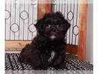 Shorkie Tzu PUPPY FOR SALE ADN-769542 - Pablo Adorable Little Black Male Shorkie