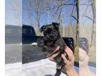 Shih Tzu PUPPY FOR SALE ADN-769532 - Stormy