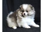 Pomeranian PUPPY FOR SALE ADN-769526 - Nova Female Pomeranian