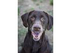 Adopt Alley a Labrador Retriever