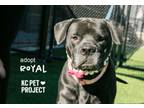 Adopt Royal a Labrador Retriever, Mixed Breed