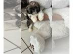 Shih Tzu PUPPY FOR SALE ADN-769792 - Akc Shih tzu Quincy