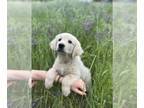 Golden Retriever PUPPY FOR SALE ADN-769768 - Family raised AKC Golden Retriever