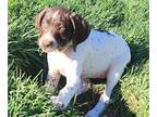 German Shorthaired Pointer PUPPY FOR SALE ADN-769724 - AKC German Shorthaired
