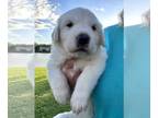 Great Pyrenees-Newfoundland Mix PUPPY FOR SALE ADN-769667 - Gentle Giant