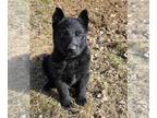 German Shepherd Dog PUPPY FOR SALE ADN-769525 - German Shepherd Puppies