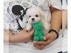 Maltese PUPPY FOR SALE ADN-769511 - Beautiful And Health Female Puppy For Sale