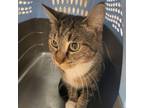 Adopt Tiger a Domestic Short Hair