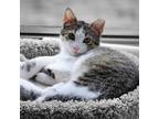 Adopt Fayola a Domestic Short Hair