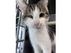 Adopt Pirate a Domestic Short Hair