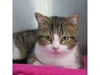 Adopt Bunny a Domestic Short Hair