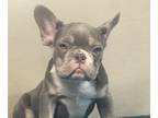 French Bulldog PUPPY FOR SALE ADN-769841 - LILAC AND TAN