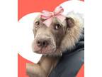Adopt Laika a Pit Bull Terrier