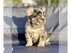 French Bulldog PUPPY FOR SALE ADN-769824 - FLUFFY MALES AND FEMALES