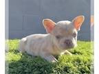 French Bulldog PUPPY FOR SALE ADN-769818 - ISABELLA MERLE