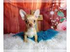 Chihuahua PUPPY FOR SALE ADN-769817 - Chihuahua Nationwide Delivery