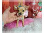 Chihuahua PUPPY FOR SALE ADN-769816 - Chihuahua Nationwide Delivery