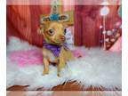 Chihuahua PUPPY FOR SALE ADN-769815 - Chihuahua Nationwide Delivery
