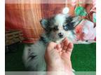Pomeranian PUPPY FOR SALE ADN-769807 - Black and white Merle
