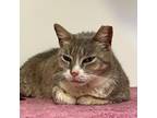 Adopt Birdie a Domestic Short Hair