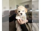 Poodle (Toy) PUPPY FOR SALE ADN-769801 - Toy poodles