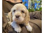 Cocker Spaniel PUPPY FOR SALE ADN-769787 - Jed is beautiful ACA Cocker