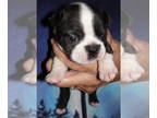 Boston Terrier PUPPY FOR SALE ADN-769786 - TP