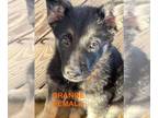 German Shepherd Dog PUPPY FOR SALE ADN-769784 - German Shepherd Puppy