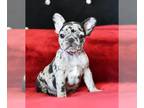 French Bulldog PUPPY FOR SALE ADN-769781 - Black Merle female