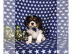 Cavalier King Charles Spaniel PUPPY FOR SALE ADN-769777 - Adorable Cavalier King