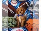 Cavapoo PUPPY FOR SALE ADN-769770 - Adorable Cavapoo Puppy