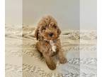 Goldendoodle (Miniature) PUPPY FOR SALE ADN-769766 - Mini Goldens