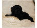 Shorkie Tzu PUPPY FOR SALE ADN-769728 - Black Male Shorkie 4 Months Old