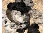 F2 Aussiedoodle PUPPY FOR SALE ADN-769762 - Aussiedoodle Puppies