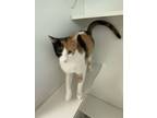 Adopt Joy a Calico