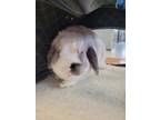 Adopt Flopsey a Bunny Rabbit