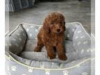 Poodle (Miniature) PUPPY FOR SALE ADN-769698 - AKC Mini Poodle For Sale