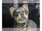 French Bulldog PUPPY FOR SALE ADN-769696 - Mcfly AKC