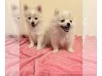 Pomeranian PUPPY FOR SALE ADN-769695 - Pomeranian Puppies for Sale