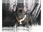 French Bulldog PUPPY FOR SALE ADN-769691 - Ladysparkle AKC