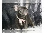French Bulldog PUPPY FOR SALE ADN-769688 - Onyxstar AKC