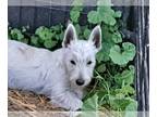 West Highland White Terrier PUPPY FOR SALE ADN-769686 - West Highland Terrier