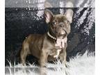 French Bulldog PUPPY FOR SALE ADN-769684 - Sammie AKC