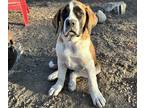 Saint Bernard PUPPY FOR SALE ADN-769683 - Female for Sale