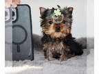 Yorkshire Terrier PUPPY FOR SALE ADN-769673 - Micro AKC Nori