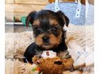 Yorkshire Terrier PUPPY FOR SALE ADN-769670 - Yorkshire Terrier Male