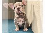 French Bulldog PUPPY FOR SALE ADN-769662 - PINK LILAC MERLE VELVET ROPE